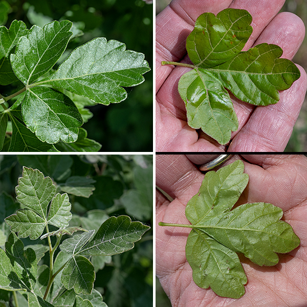 Fragrant sumac is a native shrub that grows 2-8' tall. Most of the fragrant sumac plants in Jackson Park are erect shrubs with ascending branches, but the extensive plantings of fragrant sumac around the parking lots are low shrubs with spreading branches. The trunk(s) and lower branches are woody with greyish-brown bark, variably hairy. The leaves are alternate and trifoliate palmately compound with 1/2-1" long petioles. The individual leaflets are up to 3" long and half as wide, general oval, egg- or diamond-shaped, shallowly lobed, sessile or with a short petiole, and yellowish-green or green; the terminal leaflet tends to be larger than the lateral leaflets and has a long, tapering, petiole-like base. Crushed foliage is said to have a bittersweet fragrance.