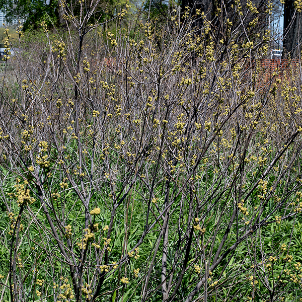 Fragrant sumac is a native shrub that grows 2-8' tall. Most of the fragrant sumac plants in Jackson Park are erect shrubs with ascending branches, but the extensive plantings of fragrant sumac around the parking lots are low shrubs with spreading branches. The trunk(s) and lower branches are woody with greyish-brown bark, variably hairy. The leaves are alternate and trifoliate palmately compound with 1/2-1" long petioles. The individual leaflets are up to 3" long and half as wide, general oval, egg- or diamond-shaped, shallowly lobed, sessile or with a short petiole, and yellowish-green or green; the terminal leaflet tends to be larger than the lateral leaflets and has a long, tapering, petiole-like base. Crushed foliage is said to have a bittersweet fragrance. One-inch-long spikes of closely-packed flowers arise from leaf axils. Individual flowers are 1/8" long, tubular but less than twice as long as wide, with five greenish-yellow petals and a calyx of five short sepals fused at their bases; flowers are either perfect (with both male and female organs) or unisexual (either stamens only or pistils only). (If unisexual, all flowers on one plant are the same sex.) Male flowers have five stamens with yellow-orange anthers but no pistil; female flowers have a pistil with a Y-shaped tip but no stamens. After fertilization, the flowers are replaced by fruits 1/4-3/8" in diameter, roughly spherical, deep red, and exuberantly hairy; it contains a single stone (a seed with a hard coat). Fragrant sumac blooms before either smooth sumac or staghorn sumac and its fruit matures earlier.