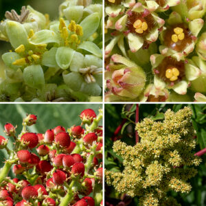 Smooth sumac is dioecious — each plant produces only either male (staminate) or female (pistillate) flowers. Individual flowers are about 1/4" across with a green calyx with five teeth and a whitish green or yellowish green corolla with five spreading petals. The lobes and teeth range from lance-shaped to oval. Male flowers also have five stamens with large yellow anthers and style rudiments; female flowers have an ovary with three closely-packed, stout styles in the center and sometimes with rudiments of stamens. On female plants, after fertilization, the flowers are replaced with about 5 mm wide drupes containing a single straw-yellow stony seed. The fruits are initially green and densely covered with short hairs, turning an intense, deep red when mature.