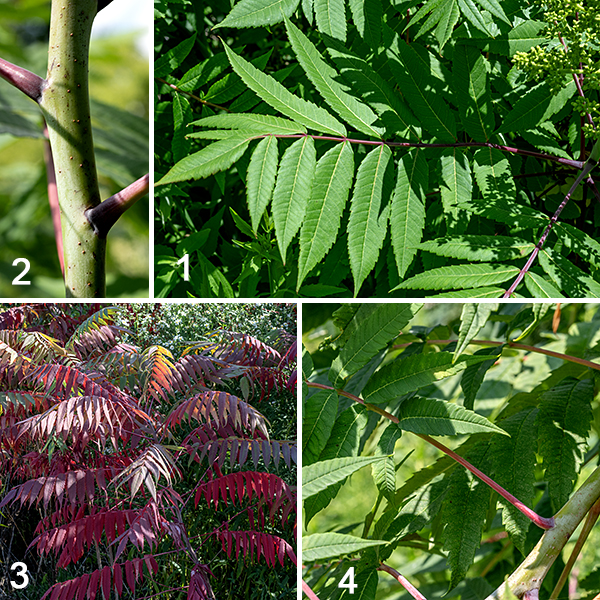 Smooth sumac leaves are odd-pinnately compound with 9-31 leaflets; the leaflets insert alternately on the stem and are deciduous. The leaflets are sessile, yellowish green to dark green on the upper surface, with a white bloom on the underside. Individual leaflets are up to 4.5" long and 1" across, narrowly lance-shaped, with low blunt teeth along their margins. The petioles and rachises (central stalks) of the compound leaves are pale red to pale purple and covered with a whitish bloom. Upper branches end in erect panicles up to 14" tall and 8" across covered with yellowish flowers; the basal stalk of the panicles is stout and up to 6" long.