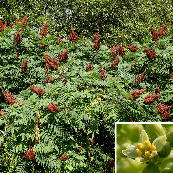 Smooth sumac is a native shrub usually 3-10' tall; in some places in Jackson Park it can get to about 15'. It typically has a single trunk but tends to occur in dense clusters (clones?) so it often looks like it has multiple trunks. The leaves are odd-pinnately compound with 9-31 leaflets; the leaflets insert alternately on the stem and are deciduous. On female plants, after fertilization, the flowers are replaced with about 5 mm wide drupes containing a single straw-yellow stony seed. The fruits are initially green and densely covered with short hairs, turning an intense, deep red when mature.