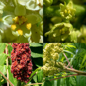 In staghorn sumac, some upper stems bear clusters (panicles) of flowers that are up to 12" long and 6" across; pistillate (female) inflorescences (see below) tend to be more densely packed with flowers and smaller than the staminate (male) inflorescences. Individual flowers are 1/8-1/4" across with a five-lobed calyx, each lobe about as long as (and alternating with) the petals, and five spreading, oblong petals; both calyx and petals are yellowish-green. Staghorn sumac has a complicated sex life. Some plants have both perfect flowers (with both male and female organs) and unisexual flowers (male or female but not both) on the same individual. Other plants have flowers of only one sex (either male or female but not both). Female flowers have a central pistil with an orange-yellow, three-part stigma; male flowers have five stamens with large, bright yellow anthers. The fruits are very fuzzy, berry-like drupes about 1/4" across, deep red when ripe, each with a single seed. The velvety branches and fuzzy fruit distinguish this plant from other sumacs. A citrus-y summer drink can be made from an infusion of the fruits soaked in hot water for a few hours; just be sure to filter the infusion through a fine filter (coffee filters are good) as the hairs covering the fruit can irritate the throat. Add some sugar or honey to taste. The binomial "Rhus hirta" is occasionally used for staghorn sumac, but ITIS is clear that the accepted name is Rhus typhina.