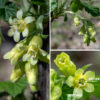 The tips of some short, lateral shoots of wild black currant produce clusters (racemes) of 6-15 flowers that are suspended by short pedicels from a central, drooping stalk 1-3" long. At the base of each pedicel is a 3/8" long yellowish bract. Individual flowers are 1/2" long, bell-shaped with a short tubular calyx with (1) five spreading, oblong, greenish-white apical lobes (sepals), (2) five squared-off whitish petals emerging from the tubular calyx and forming a ring-shaped wall, (3) five stamens, shorter than the petals, with cream-colored anthers, and (4) a green ovary with two styles that are fused except at their tips. The fruit consists of 3/8" wide, shiny berries, initially green, black when fully ripe, containing lots of tiny seeds. The berries are edible when cooked and have been used to make pies, jelly, or wines (if you can get to them before the birds do). Note that commercial black currants are derived from the European version of this species (Ribes nigrum), not Ribes americanum.