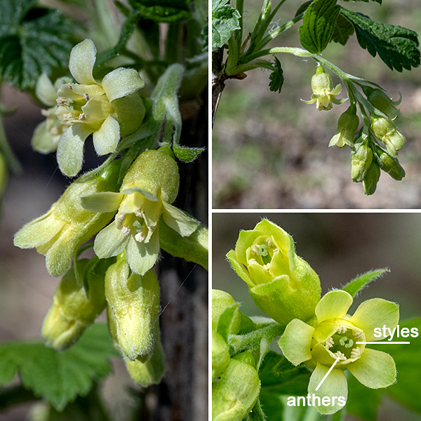 The tips of some short, lateral shoots of wild black currant produce clusters (racemes) of 6-15 flowers that are suspended by short pedicels from a central, drooping stalk 1-3" long. At the base of each pedicel is a 3/8" long yellowish bract. Individual flowers are 1/2" long, bell-shaped with a short tubular calyx with (1) five spreading, oblong, greenish-white apical lobes (sepals), (2) five squared-off whitish petals emerging from the tubular calyx and forming a ring-shaped wall, (3) five stamens, shorter than the petals, with cream-colored anthers, and (4) a green ovary with two styles that are fused except at their tips. The fruit consists of 3/8" wide, shiny berries, initially green, black when fully ripe, containing lots of tiny seeds. The berries are edible when cooked and have been used to make pies, jelly, or wines (if you can get to them before the birds do). Note that commercial black currants are derived from the European version of this species (Ribes nigrum), not Ribes americanum.