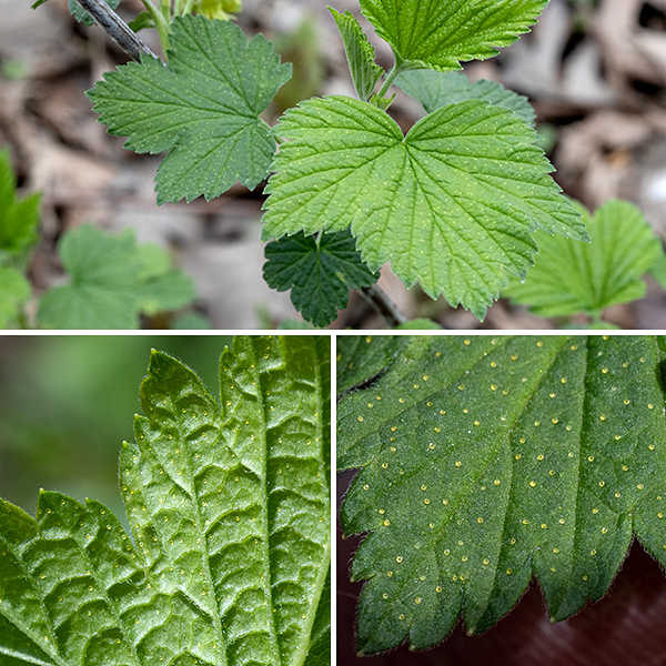 Wild black currant leaves are alternate, 1.5-3.5" long (and across), palmately three- or five-lobed with the clefts extending about halfway to the midrib, and with coarsely toothed margins; the petioles are less than 3" long, light green, and hairy. The upper leaf surface is medium to dark green and wrinkled, with sunken veins; the lower surface is light green and hairy, especially along the veins. Both the upper and lower leaf surfaces show tiny golden-yellow dots, visible to the unaided eye, that are glands.