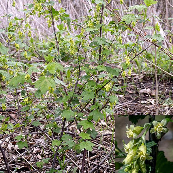 Wild black currant is a shrub with arching or erect woody stems that grows 3-5' tall. It is very widespread on Wooded Island, but inconspicuous except in the spring (when it is in bloom). The youngest stems are green, not woody, hairy, and dotted with yellow glands. Older stems are gray with light brown, woody ridges/wings; the oldest stems are reddish brown with white lenticels (air pores). The leaves are alternate, 1.5-3.5" long (and across), palmately three- or five-lobed with the clefts extending about halfway to the midrib, and with coarsely toothed margins; the petioles are less than 3" long, light green, and hairy. The upper leaf surface is medium to dark green and wrinkled, with sunken veins; the lower surface is light green and hairy, especially along the veins. Both the upper and lower leaf surfaces show tiny golden-yellow dots, visible to the unaided eye, that are glands. The tips of some short, lateral shoots produce clusters (racemes) of 6-15 flowers that are suspended by short pedicels from a central, drooping stalk 1-3" long. At the base of each pedicel is a 3/8" long yellowish bract. Individual flowers are 1/2" long, bell-shaped with a short tubular calyx with (1) five spreading, oblong, greenish-white apical lobes (sepals), (2) five squared-off whitish petals emerging from the tubular calyx and forming a ring-shaped wall, (3) five stamens, shorter than the petals, with cream-colored anthers, and (4) a green ovary with two styles that are fused except at their tips. The fruit consists of 3/8" wide, shiny berries, initially green, black when fully ripe, containing lots of tiny seeds. The berries are edible when cooked and have been used to make pies, jelly, or wines (if you can get to them before the birds do). Note that commercial black currants are derived from the European version of this species (Ribes nigrum), not Ribes americanum.