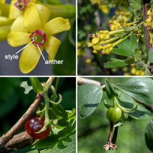 Golden currant produces one- to three-inch-long clusters (racemes) of 5-18 drooping flowers from the leaf axils. Individual flowers are 3/4" long and across; the joined sepals are yellowish-green and tubular basally but abruptly flare into five bright golden-yellow, rectangular lobes with rounded tips. The petals are short (2-3 mm), rectangular structures that surround the throat of the corolla; they may be yellow or orange but are usually red or red-tipped. Between the petals are five stamens that extend to the tips of the petals, bearing white anthers; the styles are light green, fused to just below the stigmas, and protrude beyond the petals. The fruit is a small (1/4-3/8") edible berry with lots of seeds; fruit color is initially green but ranges from golden yellow to black when mature. Unlike gooseberries, this plant lacks spines and prickles; its large yellow flowers are distinctive. Golden currant is native to North America and was once very popular as an ornamental plant (and fruit for jams and jellies); it has probably escaped cultivation numerous times.