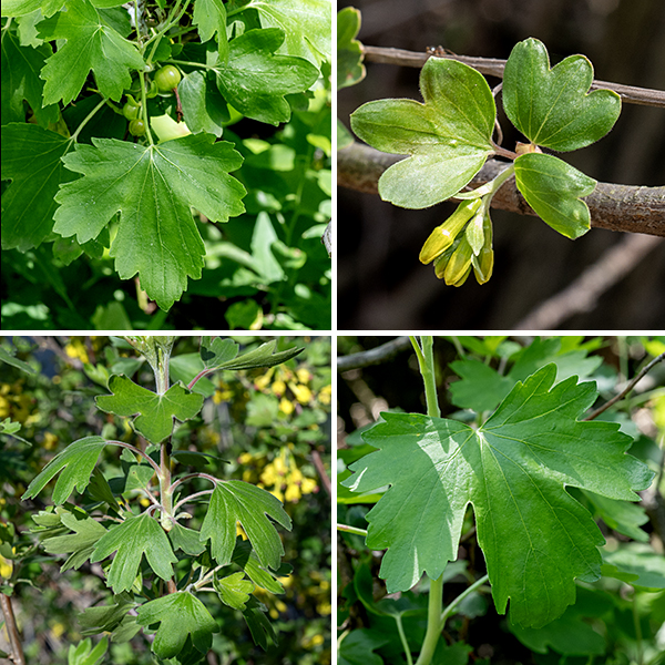 Golden currant (aka, buffalo currant) is a 3-7' tall shrub with multiple, usually arching, woody stems that blooms in early spring. Older stems are dark brown with scattered white air pores (lenticels), younger stems and new growth are green and bear alternate, three-lobed leaves with blunt tips on the lobes. The leaves are roughly diamond-shaped in gross outline, up to 3" wide and about 3/4 as long. Leaf margins may have a few teeth or short hairs; petioles are 1/2-1.5" long, reddish- or whitish-green.