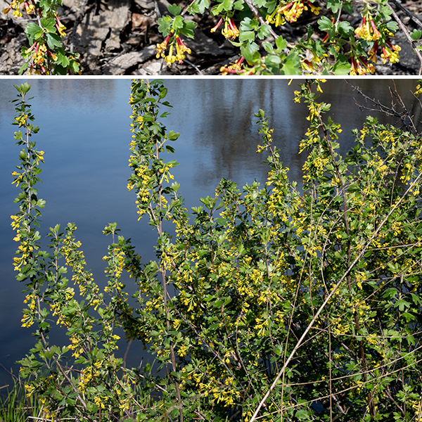 Golden currant (aka, buffalo currant) is a 3-7' tall shrub with multiple, usually arching, woody stems that blooms in early spring. Older stems are dark brown with scattered white air pores (lenticels), younger stems and new growth are green and bear alternate, three-lobed leaves with blunt tips on the lobes. The leaves are roughly diamond-shaped in gross outline, up to 3" wide and about 3/4 as long. Leaf margins may have a few teeth or short hairs; petioles are 1/2-1.5" long, reddish- or whitish-green. One- to three-inch-long clusters (racemes) of 5-18 drooping flowers arise from the leaf axils. Individual flowers are 3/4" long and across; the joined sepals are yellowish-green and tubular basally but abruptly flare into five bright golden-yellow, rectangular lobes with rounded tips. The petals are short (2-3 mm), rectangular structures that surround the throat of the corolla; they may be yellow or orange but are usually red or red-tipped. Between the petals are five stamens that extend to the tips of the petals, bearing white anthers; the styles are light green, fused to just below the stigmas, and protrude beyond the petals. The fruit is a small (1/4-3/8") edible berry with lots of seeds; fruit color is initially green but ranges from golden yellow to black when mature. Unlike gooseberries, this plant lacks spines and prickles; its large yellow flowers are distinctive. Golden currant is native to North America and was once very popular as an ornamental plant (and fruit for jams and jellies); it has probably escaped cultivation numerous times.