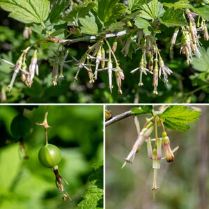 Missouri gooseberry produces groups (racemes or corymbs) of 1-3 flowers on a horizontal flower stalk near some leaf petioles; the 1/4-1/2" long flower pedicels droop downward, so the axis of the flower is vertical. An egg-shaped, sessile bract is present at the base of each flower stalk. Missouri gooseberry flowers are easy to overlook because they don't comport with one's usual idea of "flowers" — they are very elongate, as if viewed in a fun house mirror. The flowers have a very narrow, white or greenish-white, tubular calyx with 4-5 oblong, spreading or reflected sepal lobes as long as the calyx; five short, erect petals extending from the calyx; and 4-5 stamens that double the vertical length of the flower. Hidden inside, at the base of the calyx, is a smooth ovary topped by a single pistil with one style; only the style is visible externally, sometimes extending past the stamens during flowering. After fertilization, the flower parts wither and the ovary expands into a smooth, globular berry 6-12 mm in diameter containing numerous tiny seeds; the berry is initially green, turning dull red or dull purple when ripe. If you see a gooseberry in Jackson Park with a prickly surface on the fruit (looking like a miniature, green medieval mace), it is prickly gooseberry, Ribes cynosbati, which also has lobed leaves. I have yet to see prickly gooseberry in Jackson Park, but it is known to occur in northern Illinois.