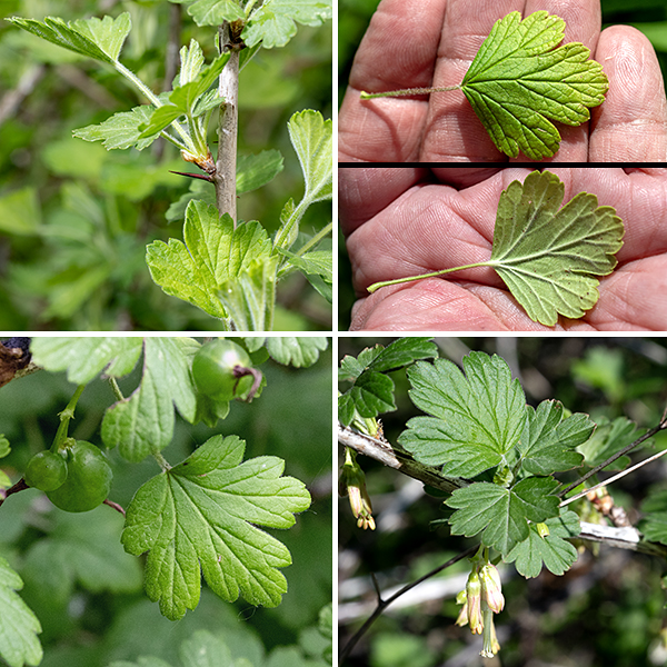 Missouri gooseberry is a woody native shrub that forms dense and impenetrable shrubs 2-4' tall but 4-8' across. Young branches are green, often without thorns, but older branches and stems are grey or brown with two distinct kinds of thorns — small (1/4" or less), straight, brown thorns (or prickles) often angled toward the base of the stem or branch, and large (1/2" or longer), straight, reddish-brown, thorns that occur in groups of 1-3. The large thorns occur where leaf petioles attach (or mark the spots where petioles were once attached). The leaves are alternate, also occurring in groups of 1-3. Leaves are up to 2" long and wide, with 3-5 major palmate lobes; each lobe is cleft and tapers to a blunt point. The leaves are often shallowly heart-shaped with hairy petioles 3/4-1.5" long.