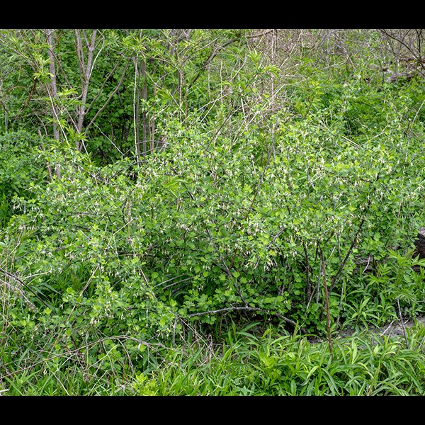 Missouri gooseberry is a woody native shrub that forms dense and impenetrable shrubs 2-4' tall but 4-8' across. Young branches are green, often without thorns, but older branches and stems are grey or brown with two distinct kinds of thorns — small (1/4" or less), straight, brown thorns (or prickles) often angled toward the base of the stem or branch, and large (1/2" or longer), straight, reddish-brown, thorns that occur in groups of 1-3. The large thorns occur where leaf petioles attach (or mark the spots where petioles were once attached). The leaves are alternate, also occurring in groups of 1-3. Leaves are up to 2" long and wide, with 3-5 major palmate lobes; each lobe is cleft and tapers to a blunt point. The leaves are often shallowly heart-shaped with hairy petioles 3/4-1.5" long. Groups (racemes or corymbs) of 1-3 flowers on a horizontal flower stalk arise near some leaf petioles; the 1/4-1/2" long flower pedicels droop downward, so the axis of the flower is vertical. An egg-shaped, sessile bract is present at the base of each flower stalk. Missouri gooseberry flowers are easy to overlook because they don't comport with one's usual idea of "flowers" — they are very elongate, as if viewed in a fun house mirror. The flowers have a very narrow, white or greenish-white, tubular calyx with 4-5 oblong, spreading or reflected sepal lobes as long as the calyx; five short, erect petals extending from the calyx; and 4-5 stamens that double the vertical length of the flower. Hidden inside, at the base of the calyx, is a smooth ovary topped by a single pistil with one style; only the style is visible externally, sometimes extending past the stamens during flowering. After fertilization, the flower parts wither and the ovary expands into a smooth, globular berry 6-12 mm in diameter containing numerous tiny seeds; the berry is initially green, turning dull red or dull purple when ripe. If you see a gooseberry in Jackson Park with a prickly surface on the fruit (looking like a miniature, green medieval mace), it is prickly gooseberry, Ribes cynosbati, which also has lobed leaves. I have yet to see prickly gooseberry, but it is known to occur in northern Illinois. Missouri gooseberry is very widespread on Wooded Island, but inconspicuous except in spring (when it is in bloom and not overtopped by other vegetation). Unlike the other two Ribes species in Jackson Park (golden currant and wild black currant), Missouri gooseberry has very well developed (and effective) defensive thorns.