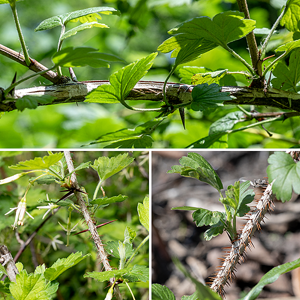 Missouri gooseberry is a woody native shrub that forms dense and impenetrable shrubs 2-4' tall but 4-8' across. Young branches are green, often without thorns, but older branches and stems are grey or brown with two distinct kinds of thorns — small (1/4" or less), straight, brown thorns (or prickles) often angled toward the base of the stem or branch, and large (1/2" or longer), straight, reddish-brown, thorns that occur in groups of 1-3. The large thorns occur where leaf petioles attach (or mark the spots where petioles were once attached).