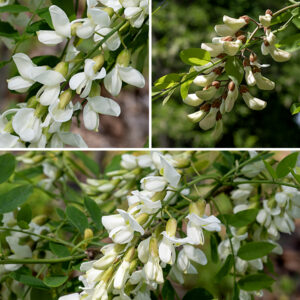 The inflorescence of black locust is a drooping raceme (flower spike) 4-7" long, with a pale green central stalk (rachis) and petiole, covered in 3/4-1" long, pea-like flowers. Each flower consists of a white or light green tubular calyx with five triangular teeth, densely covered with short hairs, and five white petals — a vertical banner with a yellow spot at its base, two lateral petals forming a keel, and two more wings enclosing the keel. The stamens (with orange anthers) and a single style are hidden within the keel. The fruit is a drooping, green seedpod 2-4' long at maturity, when it is dark brown and laterally flattened, containing from 3-10, quarter-inch-long seeds. Black locust produces a hardwood that is extremely resistant to rot and was prized by boat and bridge builders, especially as a source for trenails. (A dowel used to join two pieces of wood by driving it through a slightly undersized hole bored through the pieces; see  Eric Sloane, "A Reverence for Wood," p. 37.)