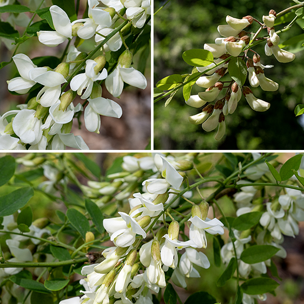 The inflorescence of black locust is a drooping raceme (flower spike) 4-7" long, with a pale green central stalk (rachis) and petiole, covered in 3/4-1" long, pea-like flowers. Each flower consists of a white or light green tubular calyx with five triangular teeth, densely covered with short hairs, and five white petals — a vertical banner with a yellow spot at its base, two lateral petals forming a keel, and two more wings enclosing the keel. The stamens (with orange anthers) and a single style are hidden within the keel. The fruit is a drooping, green seedpod 2-4' long at maturity, when it is dark brown and laterally flattened, containing from 3-10, quarter-inch-long seeds. Black locust produces a hardwood that is extremely resistant to rot and was prized by boat and bridge builders, especially as a source for trenails. (A dowel used to join two pieces of wood by driving it through a slightly undersized hole bored through the pieces; see  Eric Sloane, "A Reverence for Wood," p. 37.)
