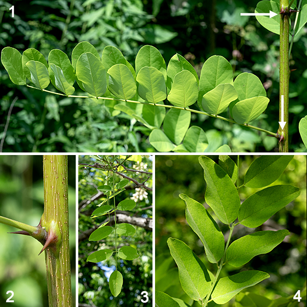 Black locust is a tree native to the eastern U.S. whose distribution has been blurred by widespread cultivation; it was first identified in the Jamestown colony in 1607. The mature tree can be 40-80' tall with a trunk 1.5-3' in diameter. The trunk bark is variable, depending on the age of the tree. Branch bark is grey to brown and smoother than the trunk; twigs are reddish brown or brown and smooth with scattered white lenticels. Paired stout thorns (1/4-1/2' long) are scattered along twigs and branches, flanking leaf buds or the axils of former leaves. Leaves are alternate along twigs and new shoots; they are 6-14" long, odd-pinnate with 7-23 oblong or elliptical leaflets 1-2" long and one-third to half as wide, medium green, with smooth margins. Leaflets sometimes have a sharp, bristle-like tip or apical notch; they have 1/8" long petiolules (stalklets).