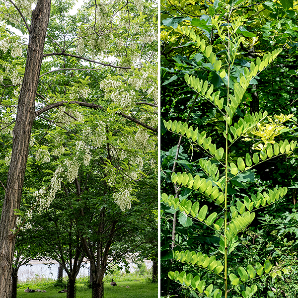 Black locust is a tree native to the eastern U.S. whose distribution has been blurred by widespread cultivation; it was first identified in the Jamestown colony in 1607. The mature tree can be 40-80' tall with a trunk 1.5-3' in diameter. The trunk bark is variable, depending on the age of the tree. Branch bark is grey to brown and smoother than the trunk; twigs are reddish brown or brown and smooth with scattered white lenticels. Paired stout thorns (1/4-1/2' long) are scattered along twigs and branches, flanking leaf buds or the axils of former leaves. Leaves are alternate along twigs and new shoots; they are 6-14" long, odd-pinnate with 7-23 oblong or elliptical leaflets 1-2" long and one-third to half as wide, medium green, with smooth margins. Leaflets sometimes have a sharp, bristle-like tip or apical notch; they have 1/8" long petiolules (stalklets). The inflorescence is a drooping raceme (flower spike) 4-7" long, with a pale green central stalk (rachis) and petiole, covered in 3/4-1" long, pea-like flowers. Each flower consists of a white or light green tubular calyx with five triangular teeth, densely covered with short hairs, and five white petals — a vertical banner with a yellow spot at its base, two lateral petals forming a keel, and two more wings enclosing the keel. The stamens (with orange anthers) and a single style are hidden within the keel. The fruit is a drooping, green seedpod 2-4' long at maturity, when it is dark brown and laterally flattened, containing from 3-10, quarter-inch-long seeds. Black locust is similar to honey locust (Gleditsia triacanthos) but has showier flowers, larger leaflets, smaller thorns, and a smaller seedpod. Most distinctive, black locust has odd-pinnate compound leaves, while honey locust has doubly-pinnate leaves (the "leaflets" are even-pinnate compound). Black locust produces a hardwood that is extremely resistant to rot and was prized by boat and bridge builders, especially as a source for trenails. (A dowel used to join two pieces of wood by driving it through a slightly undersized hole bored through the pieces; see  Eric Sloane, "A Reverence for Wood," p. 37.)