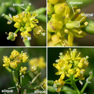 The upper stems of marsh yellow-cress end in one or more 2-8" long racemes of flowers; racemes may also develop from leaf axils. Flowers in bloom are restricted to the tip of the raceme; cylindrical seedpods (siliques) oriented perpendicular to the stem decorate the lower regions of the raceme. Individual flowers are tiny (about 3 mm long) with four greenish-yellow oblong sepals, four yellow spatulate petals, 4-6 stamens with yellow or light brown anthers, and a stout style with a two-lobed stigma. After fertilization, 3-10 mm long, dumbbell-shaped, hairless, green siliques containing two rows of tiny seeds develop. The siliques bear the remnant of the style on one end and 1/2" long pedicels on the other.