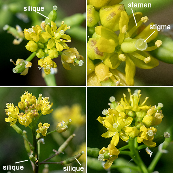 The upper stems of marsh yellow-cress end in one or more 2-8" long racemes of flowers; racemes may also develop from leaf axils. Flowers in bloom are restricted to the tip of the raceme; cylindrical seedpods (siliques) oriented perpendicular to the stem decorate the lower regions of the raceme. Individual flowers are tiny (about 3 mm long) with four greenish-yellow oblong sepals, four yellow spatulate petals, 4-6 stamens with yellow or light brown anthers, and a stout style with a two-lobed stigma. After fertilization, 3-10 mm long, dumbbell-shaped, hairless, green siliques containing two rows of tiny seeds develop. The siliques bear the remnant of the style on one end and 1/2" long pedicels on the other.