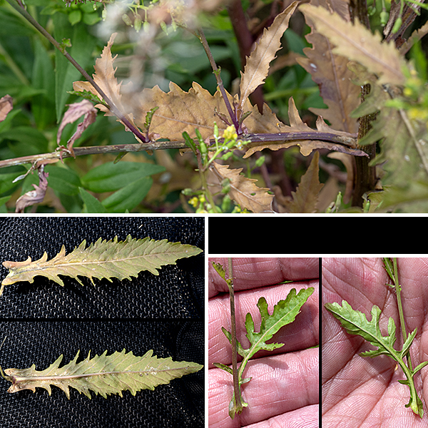 Marsh yellow-cress stems are light green to reddish green with obvious longitudinal ribs or furrows. The leaves are alternate, up to 7" long and 2" across, with stout petioles near the base of the plant, both the leaf and the petiole decreasing in size higher on the stem. The upper leaves are sessile. The leaves are roughly lance-shaped, widest near the middle, hairless, with incomplete pinnate lobes (deepest near the leaf base) and toothed margins.