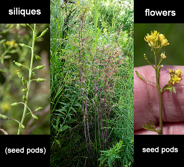 Marsh yellow-cress is a weedy-looking native plant that grows 1-3' tall; it prefers disturbed wetland habitats. Stems are light green to reddish green with obvious longitudinal ribs or furrows. The leaves are alternate, up to 7" long and 2" across, with stout petioles near the base of the plant, both the leaf and the petiole decreasing in size higher on the stem. The upper leaves are sessile. The leaves are roughly lance-shaped, widest near the middle, hairless, with incomplete pinnate lobes (deepest near the leaf base) and toothed margins. The upper stems end in one or more 2-8" long racemes of flowers; racemes may also develop from leaf axils. Flowers in bloom are restricted to the tip of the raceme; cylindrical seedpods (siliques) oriented perpendicular to the stem decorate the lower regions of the raceme. Individual flowers are tiny (about 3 mm long) with four greenish-yellow oblong sepals, four yellow spatulate petals, 4-6 stamens with yellow or light brown anthers, and a stout style with a two-lobed stigma. After fertilization, 3-10 mm long, dumbbell-shaped, hairless, green siliques containing two rows of tiny seeds develop. The siliques bear the remnant of the style on one end and 1/2" long pedicels on the other. Marsh yellow-cress is a highly variable species. There are numerous named subspecies but the validity of most is contentious; the subspecies listed by Illinois Wildflowers, Rorippa palustris fernaldiana, is not recognized by ITIS.gov.