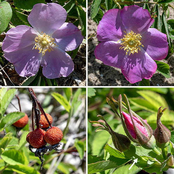 Prairie rose flowers arise from upper stems, either as single flowers or as groups (corymbs) of 2-4. Individual flowers are 1.5-2" across with five green, lance-shaped sepals half the length of the petals, five pink petals, a ring of numerous (~120) yellow stamens, and a button-like, flattened yellowish central cluster (the stylar disc) of short styles. The fruit is a round, 1/2" diameter rose hip, bright red when mature, with the withered remains of the five long sepals at its tip. Prairie rose prefers coarse, dry soils or sand. Prairie rose is most similar to pasture rose (Rosa carolina) but has hairless flower stalks rather than the glandular-hairy stalks of pasture rose, most flowers occur in groups of 2-4, and its leaves tend to have more leaflets (typically 9; pasture rose has 5-7).