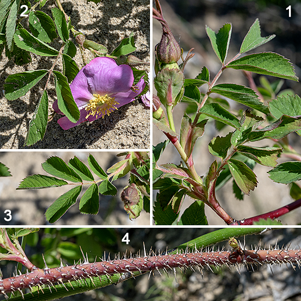Prairie rose stems are woody, round in section and brown in their lower parts, becoming green and non-woody above; all portions are densely covered with fine, straight prickles. The leaves are alternate, odd-pinnate compound with 7-11 leaflets; each leaflet is 1-1.5" long and half as wide, oblong, with coarsely serrated margins, sessile or on 1/8" petiolules. The leaves are 4-5" long and 2.5-3" across; they have a pair of 3/4-1" long stipules at the base of the petiole that have smooth margins tapering to pointed tips. The rachis (central stem) of each compound leaf is grooved on the upper surface, rounded on the underside; there may be prickles on the underside.