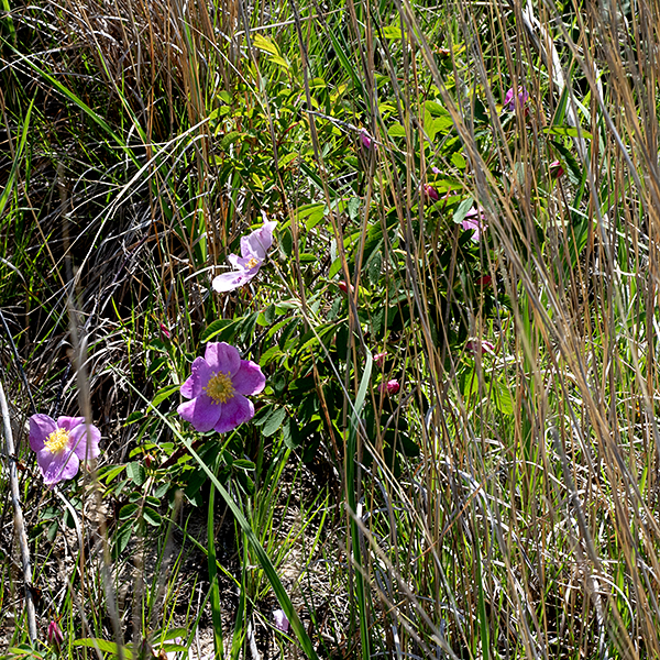 Prairie rose is a native small shrub that is easy to overlook — it is only 6-30" tall, often obscured by tall grass. The stems are woody, round in section and brown in their lower parts, becoming green and non-woody above; all portions are densely covered with fine, straight prickles. The leaves are alternate, odd-pinnate compound with 7-11 leaflets; each leaflet is 1-1.5" long and half as wide, oblong, with coarsely serrated margins, sessile or on 1/8" petiolules. The leaves are 4-5" long and 2.5-3" across; they have a pair of 3/4-1" long stipules at the base of the petiole that have smooth margins tapering to pointed tips. The rachis (central stem) of each compound leaf is grooved on the upper surface, rounded on the underside; there may be prickles on the underside. Flowers arise from upper stems, either as single flowers or as groups (corymbs) of 2-4. Individual flowers are 1.5-2" across with five green, lance-shaped sepals half the length of the petals, five pink petals, a ring of numerous (~120) yellow stamens, and a button-like, flattened yellowish central cluster (the stylar disc) of short styles. The fruit is a round, 1/2" diameter rose hip, bright red when mature, with the withered remains of the five long sepals at its tip. Prairie rose prefers coarse, dry soils or sand. Prairie rose is most similar to pasture rose (Rosa carolina) but has hairless flower stalks rather than the glandular-hairy stalks of pasture rose, most flowers occur in groups of 2-4, and its leaves tend to have more leaflets (typically 9; pasture rose has 5-7). There are five named subspecies/varieties of prairie rose but none, including the subspecies listed by Illinois Wildflowers, Rosa arkansana suffulta, are recognized by ITIS.gov.