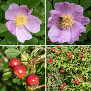 Pasture rose flowers are usually solitary, ~2" across on pedicels covered with glandular hairs, with five bold pink (rarely white) petals, five green, pointed sepals covered with glandular hairs, ~100 bright yellow stamens, and a small yellow or yellow-orange stylar disk composed of ~40 pistils and their stigmas. The fruits are typical rose hips about 5/8" across, bright red when ripe; the glandular hairs on the pedicel and sepals persist but the sepals are deciduous and quickly fall off. The flowers are similar to purple-flowered raspberry (Rubus odoratus) but the leaves are completely different (odd-pinnate vs. palmate).