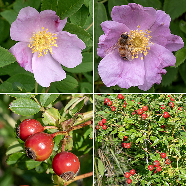 Pasture rose flowers are usually solitary, ~2" across on pedicels covered with glandular hairs, with five bold pink (rarely white) petals, five green, pointed sepals covered with glandular hairs, ~100 bright yellow stamens, and a small yellow or yellow-orange stylar disk composed of ~40 pistils and their stigmas. The fruits are typical rose hips about 5/8" across, bright red when ripe; the glandular hairs on the pedicel and sepals persist but the sepals are deciduous and quickly fall off. The flowers are similar to purple-flowered raspberry (Rubus odoratus) but the leaves are completely different (odd-pinnate vs. palmate).