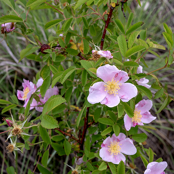 Pasture rose is a short (0.5-3'), woody shrub. Originally introduced from Japan in 1866 as a rootstock for other roses, pasture rose was widely planted as a form of living fence. Older stems are brown; new growth is either green or pinkish-red.  The thorns/prickles on the stems are narrow, straight (not hooked), and sparsely distributed along the woody stems, often in pairs on opposite sides of the stem. Leaves are alternate, odd-pinnate, usually with 5-7 leaflets 2" long and half as wide with strongly serrated margins; the rachis (central stem of the compound leaf) is sparsely hairy. A pair of small, pointed stipules (accessory leaves) are fused to the petiole; the stipules lack comb-like hairs but have numerous protuberant glands along the margins. Leaflets are twice as long as wide. The distal two-thirds of the leaflets has boldly serrated margins; the proximal third has smooth margins. Flowers are solitary, ~2" across on pedicels covered with glandular hairs, with five bold pink (rarely white) petals, five green, pointed sepals covered with glandular hairs, ~100 bright yellow stamens, and a small yellow or yellow-orange stylar disk composed of ~40 pistils and their stigmas. The fruits are typical rose hips about 5/8" across, bright red when ripe; the glandular hairs on the pedicel and sepals persist but the sepals are deciduous and quickly fall off. The flowers are similar to purple-flowered raspberry (Rubus odoratus) but the leaves are completely different (odd-pinnate vs. palmate). The similar multiflora rose (Rosa multiflora) has comb-like hairs on its stipules. Rugosa rose (R. rugosa) also has straight thorns, but the thorns/prickles are densely distributed along the stems.  Swamp rose (R. palustris) has curved thorns/hooks and the central stylar disk is pink or orange-red, not yellow. Pasture rose is most similar to prairie rose (Rosa arkansana) but has glandular-hairy flower stalks rather than the hairless stalks of prairie rose, most flowers occur singly rather than in groups, and its leaves tend to have fewer leaflets (5-7; prairie rose typically has 9). However, distinguishing wild roses can be quite difficult.