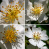 Multiflora rose's flowering stalks produce abundant white flowers in panicles of up to 30 flowers — in full bloom, a multiflora rose shrub can be breathtaking. Individual flowers are about 1" across, each with five green sepals covered with glandular hairs, five oval white petals, a ring of 35-100+ stamens with bright yellow or orange anthers, and a greenish central column of styles with yellow stigmas. (The only other local species with a stylar column is climbing wild rose, Rosa setigera.) The fruit are 1/4" diameter typical rose hips, hairless, orange-red or red when mature; the sepal remnants are shed before maturity. There are at least two large multiflora rose shrubs on Wooded Island.