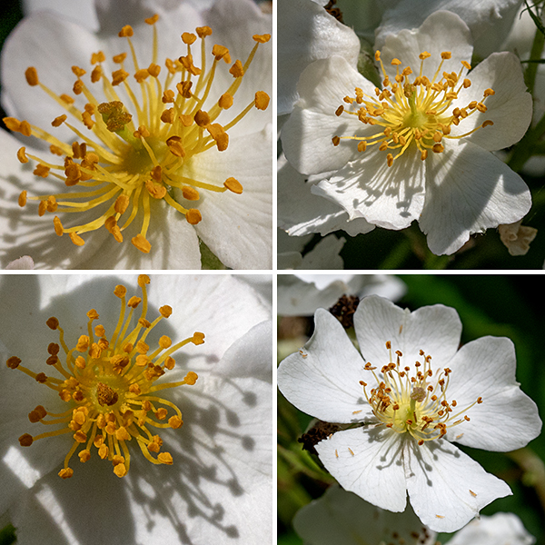 Multiflora rose's flowering stalks produce abundant white flowers in panicles of up to 30 flowers — in full bloom, a multiflora rose shrub can be breathtaking. Individual flowers are about 1" across, each with five green sepals covered with glandular hairs, five oval white petals, a ring of 35-100+ stamens with bright yellow or orange anthers, and a greenish central column of styles with yellow stigmas. (The only other local species with a stylar column is climbing wild rose, Rosa setigera.) The fruit are 1/4" diameter typical rose hips, hairless, orange-red or red when mature; the sepal remnants are shed before maturity. There are at least two large multiflora rose shrubs on Wooded Island.
