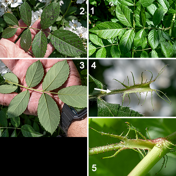 Multiflora rose is an aggressive exotic with woody stems and a profusion of pure white flowers bearing golden anthers, first introduced to North America before 1811 (as an ornamental plant) but imported in large numbers in the 1930s as a "living fence." It is officially designated an "invasive" in Illinois. The plant is a shrub 3-8' tall or a climbing vine up to 10' tall. The stems are round in section, initially green, turning brown and woody with age, and heavily armed with stout, curved, laterally flattened thorns (think "cat's claws") on the stem and paired at 90° to each other at leaf nodes. The odd-pinnate compound leaves have 5-9 leaflets and are 2-5" long; the leaflets are dark green, up to 2" long and 3/4" wide, oval with serrated margins along the distal three-quarters of the leaf. The central stem of the leaf (the rachis) has a groove running along the upper side and is rounded on the underside. A pair of lance-shaped stipules is fused to the petiole at its base; the stipules have characteristic long, thin, bristle-like lobes on their free edge and are covered with glandular hairs.