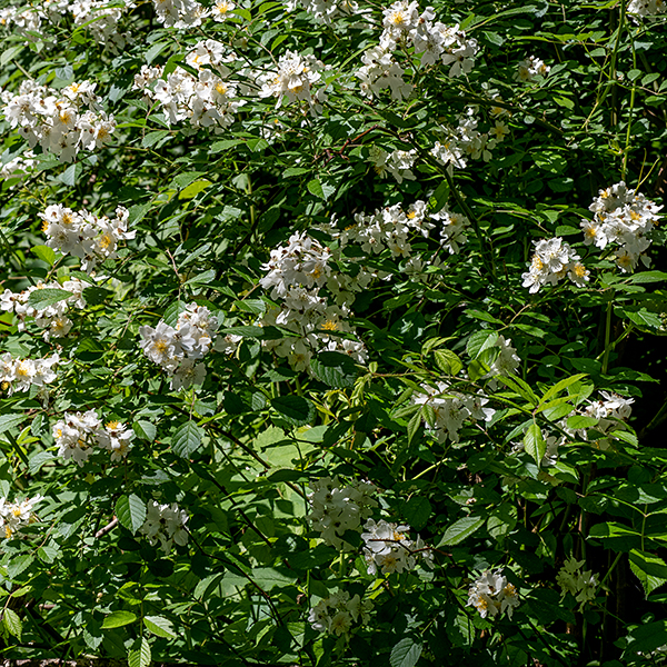 Multiflora rose is an aggressive exotic with woody stems and a profusion of pure white flowers bearing golden anthers, first introduced to North America before 1811 (as an ornamental plant) but imported in large numbers in the 1930s as a "living fence." It is officially designated an "invasive" in Illinois. The plant is a shrub 3-8' tall or a climbing vine up to 10' tall. The stems are round in section, initially green, turning brown and woody with age, and heavily armed with stout, curved, laterally flattened thorns (think "cat's claws") on the stem and paired at 90° to each other at leaf nodes. The odd-pinnate compound leaves have 5-9 leaflets and are 2-5" long; the leaflets are dark green, up to 2" long and 3/4" wide, oval with serrated margins along the distal three-quarters of the leaf. The central stem of the leaf (the rachis) has a groove running along the upper side and is rounded on the underside. A pair of lance-shaped stipules is fused to the petiole at its base; the stipules have characteristic long, thin, bristle-like lobes on their free edge and are covered with glandular hairs. The flowering stalks produce abundant white flowers in panicles of up to 30 flowers — in full bloom, a multiflora rose shrub can be breathtaking. Individual flowers are about 1" across, each with five green sepals covered with glandular hairs, five oval white petals, a ring of 35-100+ stamens with bright yellow or orange anthers, and a greenish central column of styles with yellow stigmas. (The only other local species with a stylar column is climbing wild rose, Rosa setigera.) The fruit are 1/4" diameter typical rose hips, hairless, orange-red or red when mature; the sepal remnants are shed before maturity. There are at least two large multiflora rose shrubs on Wooded Island. The stipules fused to the leaf petioles with their free auricles and slender, bristle-like lobes are diagnostic for multiflora rose.