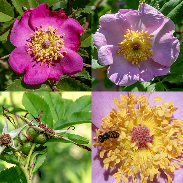 Swamp rose flowers arise from the upper stems as single flowers or corymbs of 2-4 flowers. The flowers are 1.5-3" across, with five green, lance-shaped sepals, five pale- or rosy-pink, oval or heart-shaped petals, a ring of about two hundred yellow stamens, and a flat central disc of 24-50 styles that is pink or orange-red (much less often, yellow). The sepals and pedicels are covered with glandular hairs. The fruits are typical rose hips but are quite small (3/8" across, pea-sized), bright red when ripe.