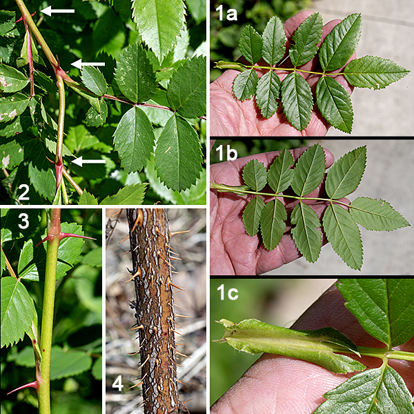 Swamp rose is a native woody shrub 3-8' tall that, as the name implies, prefers wet substrates and wetlands. The stems range from light green to red or brown, are sound in section, hairless, and quite prickly. The thorns (usually ~1/4" long) or prickles are hooked or slightly curved with an enlarged base, widely spaced, and occur either alone or in pairs separated by either 90° or 180° on the stem. The leaves are alternate, compound, odd-pinnate, with usually 7 (sometimes 5, rarely 9) leaflets. The leaflets are 1.5x longer than wide; oval; with fine, even marginal serrations; medium to dark green; and hairless on the upper surface and paler green on the underside. The terminal leaflet has a short (1/2") petiolule; the lateral leaflets are sessile. A pair of large (1" long), narrow stipules (accessory leaves) with the margins rolled toward the underside and pointed tips are partially fused to the petiole base. The distinguishing characters of swamp rose are the hooked thorns, fine, even serrations on leaflets, stipules with rolled margins, and (especially) the pink or orange-red stylar disc in the center of the flower.