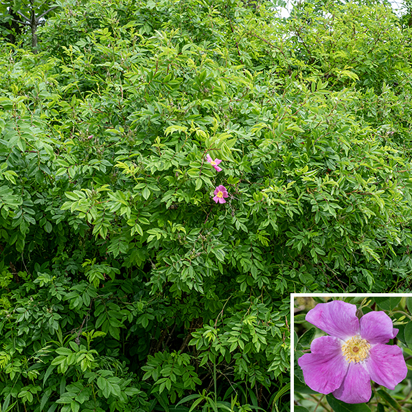 Swamp rose is a native woody shrub 3-8' tall that, as the name implies, prefers wet substrates and wetlands. The stems range from light green to red or brown, are sound in section, hairless, and quite prickly. The thorns (usually ~1/4" long) or prickles are hooked or slightly curved with an enlarged base, widely spaced, and occur either alone or in pairs separated by either 90° or 180° on the stem. The leaves are alternate, compound, odd-pinnate, with usually 7 (sometimes 5, rarely 9) leaflets. The leaflets are 1.5x longer than wide; oval; with fine, even marginal serrations; medium to dark green; and hairless on the upper surface and paler green on the underside. The terminal leaflet has a short (1/2") petiolule; the lateral leaflets are sessile. A pair of large (1" long), narrow stipules (accessory leaves) with the margins rolled toward the underside and pointed tips are partially fused to the petiole base. Flowers arise from the upper stems as single flowers or corymbs of 2-4 flowers. The flowers are 1.5-3" across, with five green, lance-shaped sepals, five pale- or rosy-pink, oval or heart-shaped petals, a ring of about two hundred yellow stamens, and a flat central disc of 24-50 styles that is pink or orange-red (much less often, yellow). The sepals and pedicels are covered with glandular hairs. The fruits are typical rose hips but are quite small (3/8" across, pea-sized), bright red when ripe. The distinguishing characters of swamp rose are the hooked thorns, fine, even serrations on leaflets, stipules with rolled margins, and (especially) the pink or orange-red stylar disc in the center of the flower.