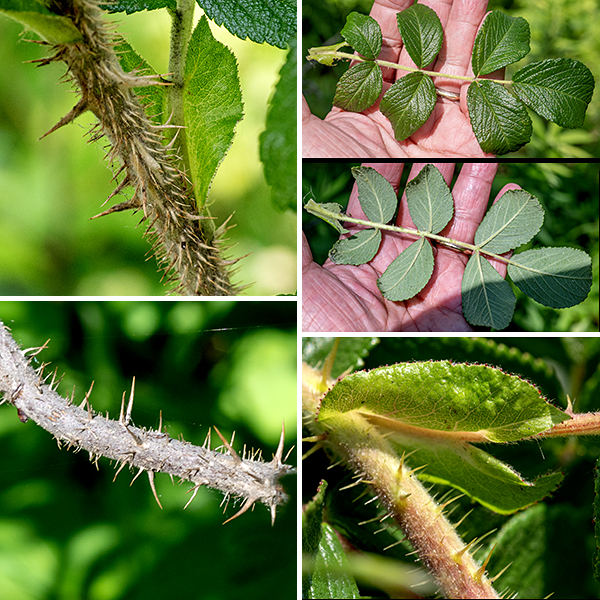 Rugosa rose (aka, beach rose) is an exotic woody shrub native to east Asia (or possibly the western Aleutian Islands), now widely naturalized in North America. Rugosa rose grows 2-6' tall; young shoots are green and densely hairy but lose the hairs with age, while older shoots are brown and woody. The shoots and branches are very densely covered with straight (not hooked) thorns/prickles. The leaves are alternate, compound, and odd-pinnate with 5-9 leaflets. The leaflets are leathery, dark green, shiny, hairless, twice as long as wide, wrinkled, and deeply-veined; the undersides of the leaflets is whitish from a covering of dense, short hairs. The rachis (central stem of a compound leaf) and petiole are covered with short hairs and have small prickles along their undersides. A pair of large (1" long), lance-shaped stipules (accessory leaves) are partially fused to the petiole base. Rugosa rose prefers sandy habitats and sites prone to water stress (e.g., roadsides where salt washes off the roads). The wrinkled leaves and magenta petals, profuse straight thorns/prickles, and large rose hips are distinguishing characters of rugosa rose.