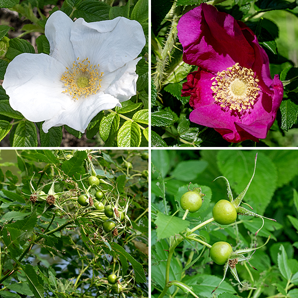 Rugosa rose flowers are 2-3" across; they have five sepals covered with glandular hairs, five magenta (more rarely pink or white), wrinkled petals, over 100 yellow stamens, and a yellow, flat stylar disc in the center of the flower. The fruits are typical rose hips about 1" across, bright red when ripe.  Rugosa rose prefers sandy habitats and sites prone to water stress (e.g., roadsides where salt washes off the roads). The wrinkled leaves and magenta petals, profuse straight thorns/prickles, and large rose hips are distinguishing characters of rugosa rose.