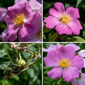 Climbing wild rose flowers are 2.5-3" across with five green sepals five times longer than wide (reflexed, then shed soon after the flowers open); five pale fuchsia to pink petals, usually with a shallow terminal notch; a ring of about 200 golden stamens; and a tall, yellow stylar column with a terminal knob in the center of the flower. (The only other local species with a stylar column is multiflora rose, Rosa multiflora.) The fruits are typical rose hips, bright red when mature, less than 1/2" wide, with no trace of the sepals.