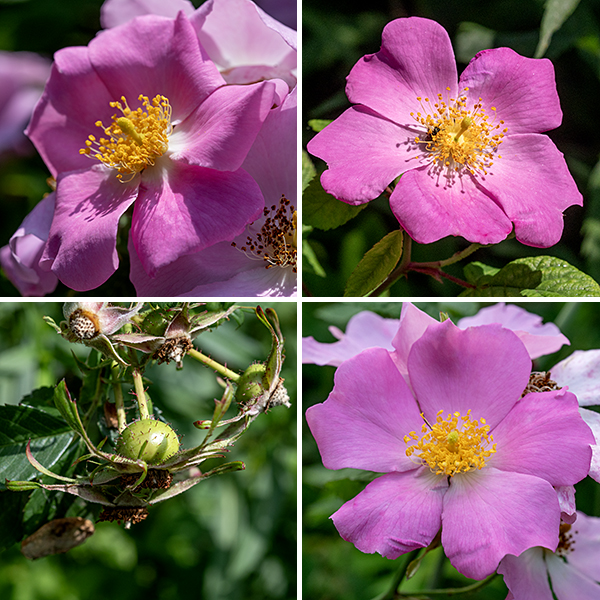 Climbing wild rose flowers are 2.5-3" across with five green sepals five times longer than wide (reflexed, then shed soon after the flowers open); five pale fuchsia to pink petals, usually with a shallow terminal notch; a ring of about 200 golden stamens; and a tall, yellow stylar column with a terminal knob in the center of the flower. (The only other local species with a stylar column is multiflora rose, Rosa multiflora.) The fruits are typical rose hips, bright red when mature, less than 1/2" wide, with no trace of the sepals.