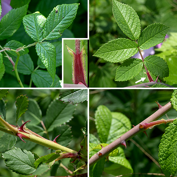 Climbing wild rose is a woody vine 4-12' long; in wooded areas it climbs over the neighboring vegetation, in open areas it trails along the ground, arches up about 3' then back down to produce roots. The stems are relatively slender, green to light brown in color, usually hairless; the prickles are paired at leaf nodes, while they are solitary between leaf nodes. The prickles/thorns are 1/2-3/4" long, 1/8-1/4" wide with a broad base; they are darker than the stem when fresh, paler when old, usually curved although a few may be straight, usually well-spaced. The compound leaves are basically pinnate but usually only have three leaflets; they can have five leaflets. The leaflets are 2-3" long and half as wide, oval, with prominent veins ("quilted" — reminiscent of rugosa rose) and a finely serrated margin; the lateral leaflets are sessile, the terminal leaflet has a stalk about 1/2" long. The stipules are fused on one side to the petiole with lance-like free ends that flare away from the petiole. Individual flowers are 2.5-3" across with five green sepals five times longer than wide (reflexed, then shed soon after the flowers open); five pale fuchsia to pink petals, usually with a shallow terminal notch; a ring of about 200 golden stamens; and a tall, yellow stylar column with a terminal knob in the center of the flower. (The only other local species with a stylar column is multiflora rose, Rosa multiflora.) The fruits are typical rose hips, bright red when mature, less than 1/2" wide, with no trace of the sepals.