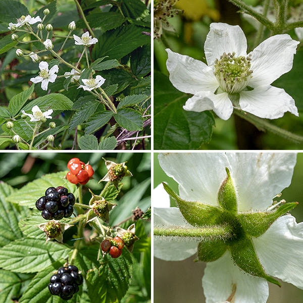 Common blackberry canes produce leaves and actively grow in their first year (primocanes); in their second year, they switch to producing flowers and fruit (floricanes). Second-year canes produce cylindrical racemes (up to 8.5' long) on the tips of short lateral shoots, longer than wide, with about a dozen flowers; the peduncles and pedicels of the raceme are covered with conspicuous glandular-tipped hairs. Each flower is 1-2" wide, has five green, pointed, triangular sepals with a tail-like extension, densely covered with glandular and non-glandular hairs; five white, rounded, wrinkled petals; 20-100 creamy stamens with white or yellow anthers; and a green cluster of numerous (100+) slender styles. After fertilization, the central cluster of styles enlarges to form a typical blackberry (drupe) 3/4" long and a bit less than half as wide, initially white or green but turning red-black when mature. The fruit is popular with most birds and mammals (including humans), who subsequently disperse the seeds.