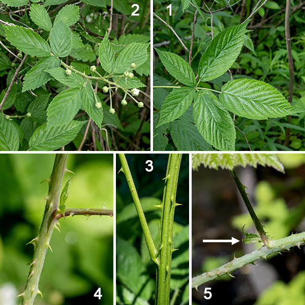 Common blackberry is a native blackberry, immediately recognizable as a blackberry but not so easily identified to species. It is a woody shrub whose canes are initially erect (indeed, often strikingly vertical), but often bend over, sometimes to the extent that they contact (and re-root in) the ground. The canes reach lengths of 3-8'. They are reddish-brown with stout straight or slightly curved, very sharp prickles except where new growth is recent (where the cane is green), and with strong vertical grooves creating an angled appearance. The leaves are alternate, usually trifoliate (on the flower-bearing canes), less often palmately compound with five leaflets (usually restricted to the first-year canes), with long petioles; leaflets are up to 4" long and less than half as wide, ovate with coarsely double-serrated margins, and with velvety-hairy undersides. Half-inch-long lance-like stipules flank the base of the leaf petiole. Canes produce leaves and actively grow in their first year (primocanes); in their second year, they switch to producing flowers and fruit (floricanes). Second-year canes produce cylindrical racemes (up to 8.5' long) on the tips of short lateral shoots, longer than wide, with about a dozen flowers; the peduncles and pedicels of the raceme are covered with conspicuous glandular-tipped hairs. The glandular hairs on the peduncles and pedicels, leaflets at least twice as long as wide, and trifoliate leaves on canes with flowers help distinguish common blackberry from other Illinois species. Pennsylvania blackberry's inflorescences and flowers are often partly obscured by leafy bracts; common blackberry's inflorescences and flowers are rarely obscured. In Pennsylvania blackberry, the stipules associated with the flower pedicels sometimes are replaced by leafy bracts; this never occurs in common blackberry. The terminal leaflets of Pennsylvania raspberry are never more than twice as long as they are wide; the terminal leaflets of common blackberry are at least twice as long as wide. The petals of Pennsylvania blackberry are oblong, widest near the base, the petals of common blackberry are rounded, widest about halfway along the petal. Probably the most reliable character to differentiate between the two species of blackberry is the tail-like extension on the tips of the sepals of common blackberry; Pennsylvania blackberry has lance-like sepals that come to a sharp point.