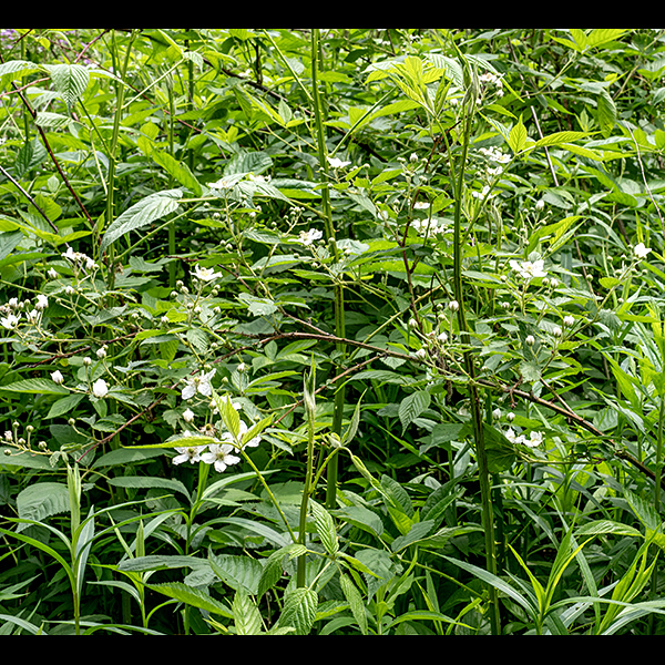 Common blackberry is a native blackberry, immediately recognizable as a blackberry but not so easily identified to species. It is a woody shrub whose canes are initially erect (indeed, often strikingly vertical), but often bend over, sometimes to the extent that they contact (and re-root in) the ground. The canes reach lengths of 3-8'. They are reddish-brown with stout straight or slightly curved, very sharp prickles except where new growth is recent (where the cane is green), and with strong vertical grooves creating an angled appearance. The leaves are alternate, usually trifoliate (on the flower-bearing canes), less often palmately compound with five leaflets (usually restricted to the first-year canes), with long petioles; leaflets are up to 4" long and less than half as wide, ovate with coarsely double-serrated margins, and with velvety-hairy undersides. Half-inch-long lance-like stipules flank the base of the leaf petiole. Canes produce leaves and actively grow in their first year (primocanes); in their second year, they switch to producing flowers and fruit (floricanes). Second-year canes produce cylindrical racemes (up to 8.5' long) on the tips of short lateral shoots, longer than wide, with about a dozen flowers; the peduncles and pedicels of the raceme are covered with conspicuous glandular-tipped hairs. Each flower is 1-2" wide, has five green, pointed, triangular sepals with a tail-like extension, densely covered with glandular and non-glandular hairs; five white, rounded, wrinkled petals; 20-100 creamy stamens with white or yellow anthers; and a green cluster of numerous (100+) slender styles. After fertilization, the central cluster of styles enlarges to form a typical blackberry (drupe) 3/4" long and a bit less than half as wide, initially white or green but turning red-black when mature. The fruit is popular with most birds and mammals (including humans), who subsequently disperse the seeds. Like most blackberries, common blackberry can be quite aggressive, forming spreading colonies via vegetative propagation. The thin narrow "tail" at the tip of the sepals is common to all the Rubus sp. in Jackson Park. The glandular hairs on the peduncles and pedicels, leaflets at least twice as long as wide, and trifoliate leaves on canes with flowers help distinguish common blackberry from other Illinois species. Pennsylvania blackberry's inflorescences and flowers are often partly obscured by leafy bracts; common blackberry's inflorescences and flowers are rarely obscured. In Pennsylvania blackberry, the stipules associated with the flower pedicels sometimes are replaced by leafy bracts; this never occurs in common blackberry. The terminal leaflets of Pennsylvania raspberry are never more than twice as long as they are wide; the terminal leaflets of common blackberry are at least twice as long as wide. The petals of Pennsylvania blackberry are oblong, widest near the base, the petals of common blackberry are rounded, widest about halfway along the petal.