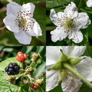 Young, densely-hairy, stems of common dewberry terminate in single flowers or corymbs of 2-3 (rarely five) flowers. Individual flowers are 1-1.25" across consisting of five green, lance-shaped, hairy and glandular-hairy sepals with a thin, narrow "tail" at the tip; five white, wrinkled petals longer than the sepals; numerous (20-100) stamens; and a cluster of 5-150 green carpels with their club-shaped styles in the center of the flower. Floral stems may also arise from the axils of leaves. The fruits are pretty typical compound drupes (aggregate fruit like blackberries) 1/2-3/4" across, usually tightly attached to the receptacle with relatively few drupelets (10-40 of the smaller sections of the fruit); ripe fruit are dark red to black and shiny (not pruinose).