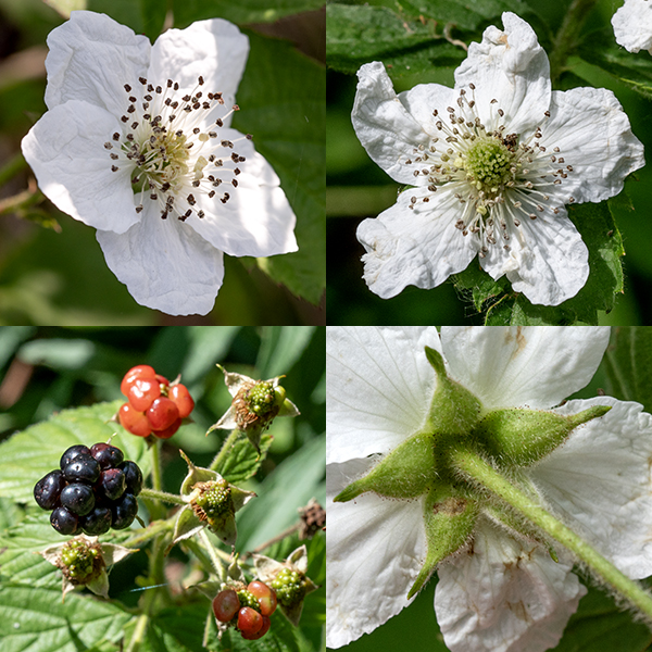 Young, densely-hairy, stems of common dewberry terminate in single flowers or corymbs of 2-3 (rarely five) flowers. Individual flowers are 1-1.25" across consisting of five green, lance-shaped, hairy and glandular-hairy sepals with a thin, narrow "tail" at the tip; five white, wrinkled petals longer than the sepals; numerous (20-100) stamens; and a cluster of 5-150 green carpels with their club-shaped styles in the center of the flower. Floral stems may also arise from the axils of leaves. The fruits are pretty typical compound drupes (aggregate fruit like blackberries) 1/2-3/4" across, usually tightly attached to the receptacle with relatively few drupelets (10-40 of the smaller sections of the fruit); ripe fruit are dark red to black and shiny (not pruinose).