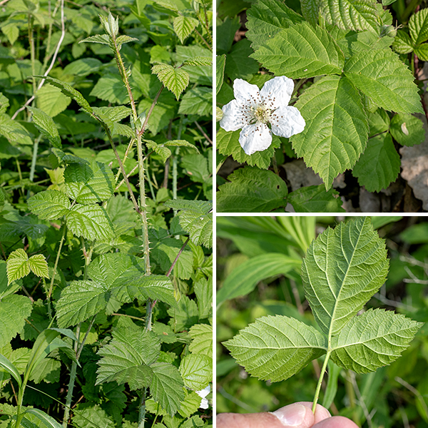 Common dewberry (aka, northern dewberry) is a mat-like, creeping bramble that may produce occasional low-arching canes but soon returns to a creeping habit. The vine-like stems are woody, up to 15' long, armed with scattered, hooked prickles, and with alternate compound leaves occurring at intervals. Young stems are green and densely hairy; old stems are brown or reddish-brown. The first-year canes (primocanes) are round in section with rigid, hooked prickles, grow low to the ground, and commonly tip-root. The leaves are compound, usually with three leaflets, but leaves with five leaflets do occur. Leaflets are up to 3" long and half as wide, oval, mostly hairless, with serrated or doubly-serrate margins. The upper surface of the leaf is light to medium green; the underside is paler green. The lateral leaflets are sessile; the terminal leaflet has a short (1/4") petiolule and is widest at or above the middle; the entire leaf is connected to the stem by a long petiole, with a pair of small stipules flanking the attachment to the stem.