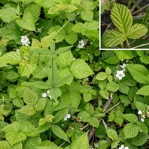 Common dewberry (aka, northern dewberry) is a mat-like, creeping bramble that may produce occasional low-arching canes but soon returns to a creeping habit. The vine-like stems are woody, up to 15' long, armed with scattered, hooked prickles, and with alternate compound leaves occurring at intervals. Young stems are green and densely hairy; old stems are brown or reddish-brown. The first-year canes (primocanes) are round in section with rigid, hooked prickles, grow low to the ground, and commonly tip-root. The leaves are compound, usually with three leaflets, but leaves with five leaflets do occur. Leaflets are up to 3" long and half as wide, oval, mostly hairless, with serrated or doubly-serrate margins. The upper surface of the leaf is light to medium green; the underside is paler green. The lateral leaflets are sessile; the terminal leaflet has a short (1/4") petiolule and is widest at or above the middle; the entire leaf is connected to the stem by a long petiole, with a pair of small stipules flanking the attachment to the stem. Young, densely-hairy, stems terminate in single flowers or corymbs of 2-3 (rarely five) flowers. Individual flowers are 1-1.25" across consisting of five green, lance-shaped, hairy and glandular-hairy sepals with a thin, narrow "tail" at the tip; five white, wrinkled petals longer than the sepals; numerous (20-100) stamens; and a cluster of 5-150 green carpels with their club-shaped styles in the center of the flower. Floral stems may also arise from the axils of leaves. The fruits are pretty typical compound drupes (aggregate fruit like blackberries) 1/2-3/4" across, usually tightly attached to the receptacle with relatively few drupelets (10-40 of the smaller sections of the fruit); ripe fruit are dark red to black and shiny (not pruinose). The plants tend to be highly variable from year to year in habit and number and shape of prickles. The thin narrow "tail" at the tip of the sepals is common to all the Rubus sp. in Jackson Park. Common dewberry is quite similar to the introduced Rubus caesius (Eurasian dewberry); the Seek app tends to identify the Jackson Park dewberries as Eurasian dewberry, but that species has pruinose fruit (with a whiteish, powdery coating, like a plum). Common dewberry seems to thrive along the western shores of Wooded Island.